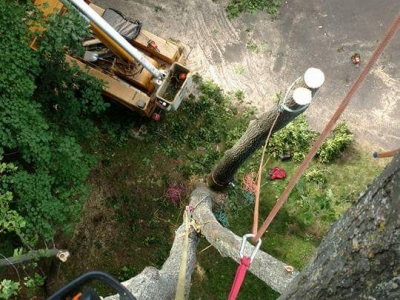 Tree Service