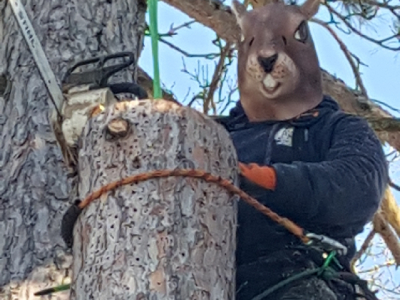 Tree Service