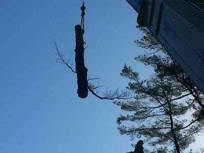 Tree Service